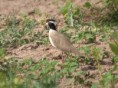 /album/photo-gallery-homepage/black-headed-plover-kotu-jpg/